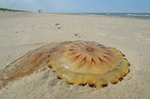 Stinging: Compass Jellyfish