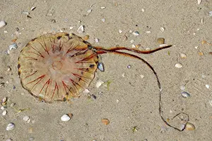 Stinging: Compass Jellyfish