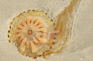 Stinging: Compass Jellyfish