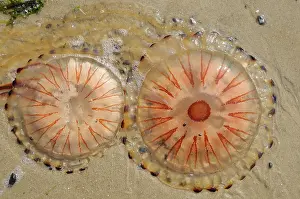 Stinging: Compass Jellyfish