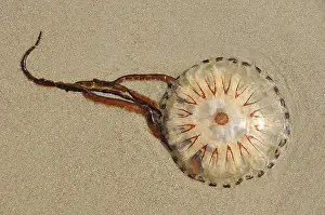 Stinging: Compass Jellyfish