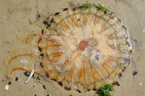Stinging: Compass Jellyfish
