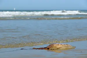 Stinging: Compass Jellyfish