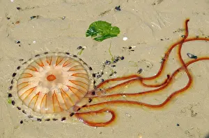 Stinging: Compass Jellyfish