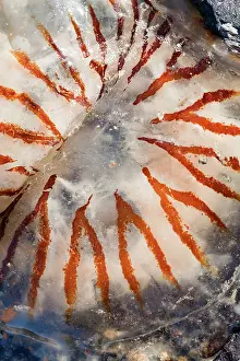 Chrysaora: Compass Jellyfish