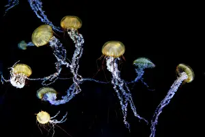 Chrysaora: Compass jellyfish (Chrysaora hysoscella), black
