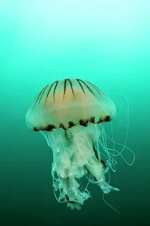 Chrysaora: Compass Jellyfish (Chrysaora hysoscella) off the