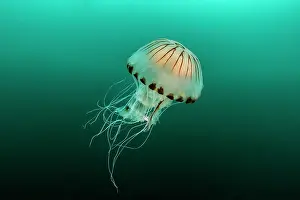 Chrysaora: Compass Jellyfish (Chrysaora hysoscella) off the