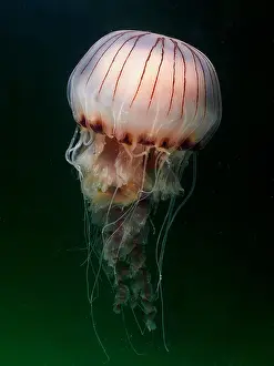 Irish: Compass Jellyfish (Chrysaora hysoscella), Rinvyle