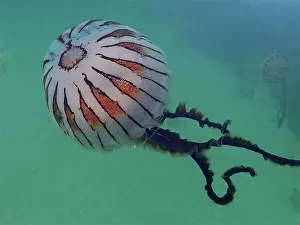 Irish: Compass Jellyfish (Chrysaora hysoscella), Rinvyle