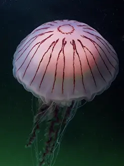 Irish: Compass Jellyfish (Chrysaora hysoscella), Rinvyle