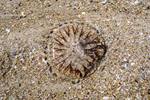 Chrysaora: Compass jellyfish (Chrysaora hysoscella) washed