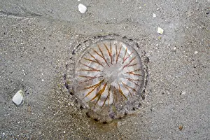 Chrysaora: Compass jellyfish (Chrysaora hysoscella) washed