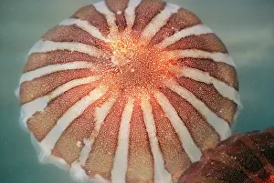 Chrysaora: Compass JELLYFISH - close-up