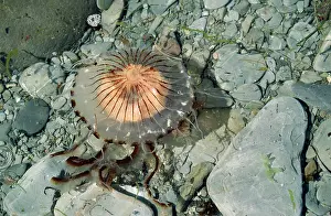 Chrysaora: Compass Jellyfish - lundy shore UK