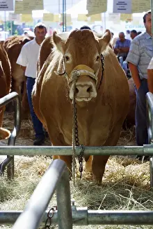 Limousin: Competition of the breed Limousine Festival of animal Brive