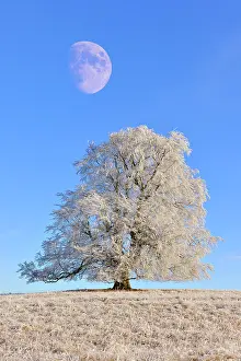 Half: Composing, Common beech (Fagus sylvatica) with hoar