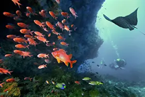 Rays: Composing eagle rays, soldierfish (Myripristinae)