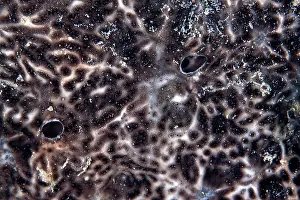 Composite: Composite Ascidians