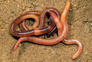 Earthworms: Composr Earthworm - aggregation