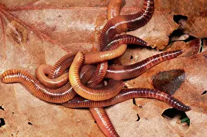 Compost: Compost Earthworm - mass