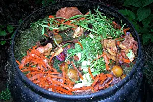 Compost: Compost - variety of kitchen waste including vegetable