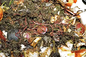Compost: Compost / Wormery - closeup of worms amongst variety