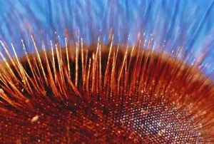 Compound: Compound eye of a bee