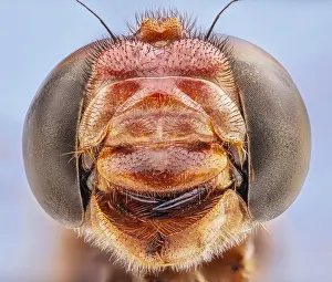 Mouthparts: Compound Eyes and Vicious Mouthparts, Cardinal Meadowhawk