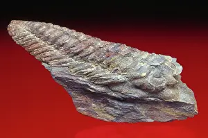 Metamorphosed: Compressed Trilobite