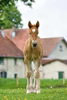 Dray: Comtoins foal in a meadow in the spring France