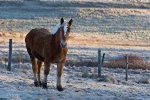 Dray: Comtois Drought Doller Valley Haut-Rhin