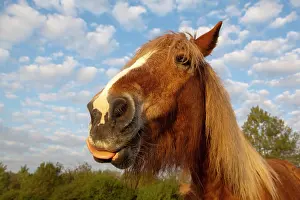 Comtois: Comtois Horse