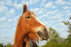 Comtois: Comtois Horse