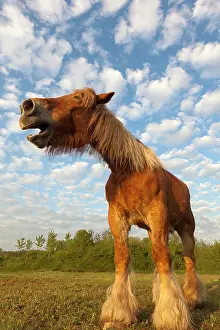 Comtois: Comtois Horse