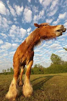 Comtois: Comtois Horse