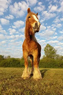 Comtois: Comtois Horse