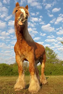 Comtois: Comtois Horse