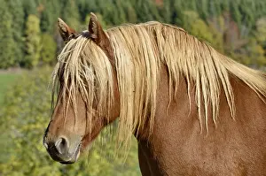 Doubs: Comtois horse grazing in the Haut-Doubs, France