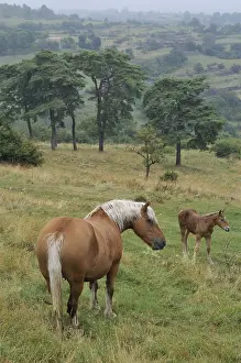 Comtois: Comtois Horse in meadow Ardeche France