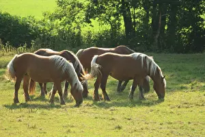 Heavy: Comtois horses ina meadow - Alsace France
