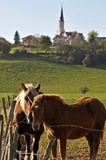 Dray: Comtois horses in a meadow Maiche Plateau Jura France