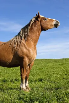 Draught: Comtoise Mare in the meadow Cantal France