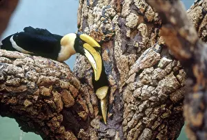 Treehole: Concave-casqued Hornbill