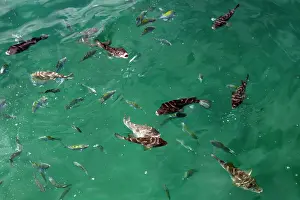 Pufferfish: Concentric Pufferfish