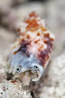 Strombus: Conch Shell - eyes during night dive