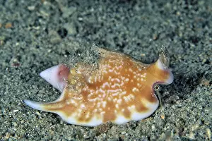 Seashells: Conch shell, Strombus vomer vomer, Walindi, West New Britain