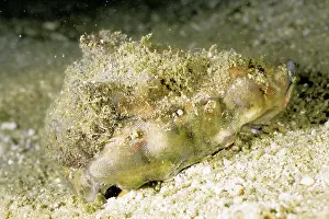 Auscape International: Conch