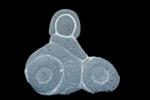 Bike: Concretion - in the shape of woman riding a bike