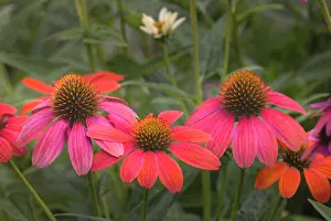 Kentucky: Cone flowers in garden